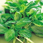 Basil