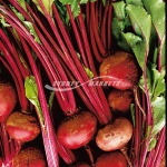 Red Beetroot