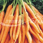 Dutch Carrots