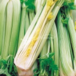 Celery