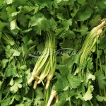 Coriander