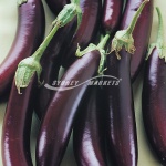 Lebanese Eggplant