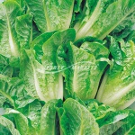 Baby Cos Lettuce