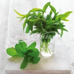 Mint