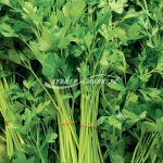 Parsley