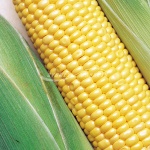 Sweet Corn