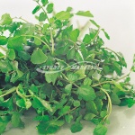 Watercress