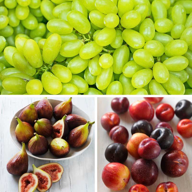 Fruit