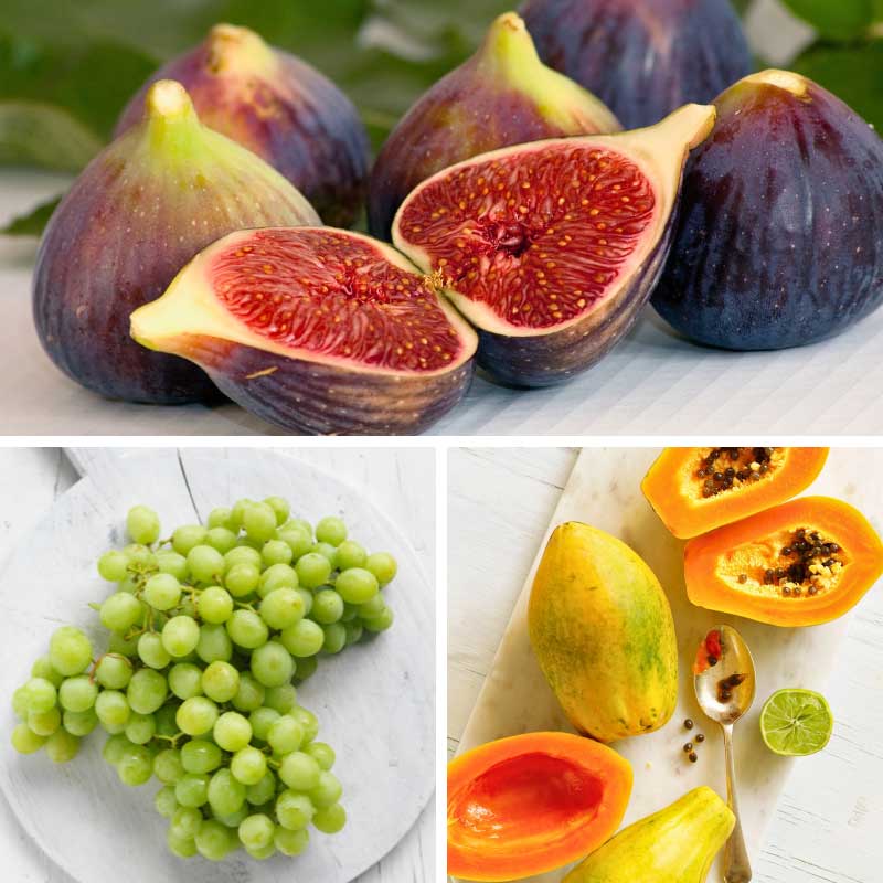 Fruit
