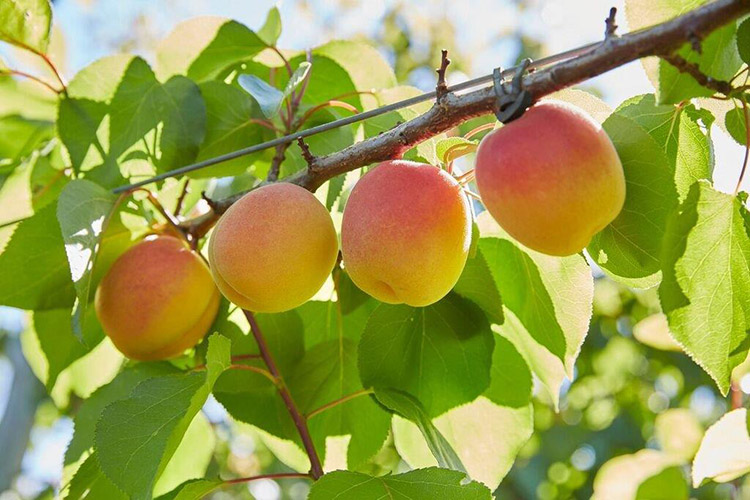 Sydney Markets Fresh Fruit Vegetable & Flower Report Sydney Markets
